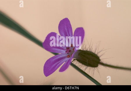 Photo en gros plan d'une petite fleur pourpre. Banque D'Images