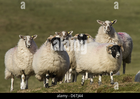 Scottish Blackface mouton domestique, remarque les marques auriculaires. Banque D'Images