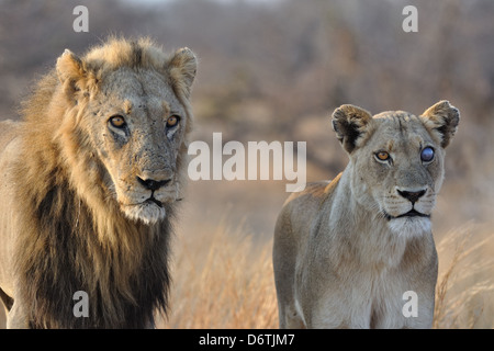 Lion et lionne, Panthera leo, Kruger National Park, Afrique du Sud, l'Afrique Banque D'Images