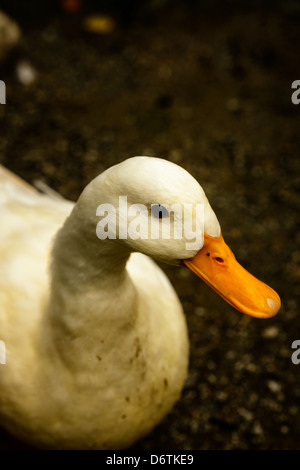 Un canard de Pékin à Amadeus Zoo. Banque D'Images