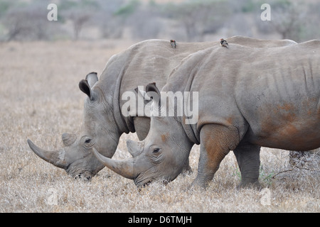 Les rhinocéros blanc (Ceratotherium simum), manger, Kruger National Park, Afrique du Sud, l'Afrique Banque D'Images