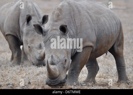 Les rhinocéros blanc (Ceratotherium simum), manger, Kruger National Park, Afrique du Sud, l'Afrique Banque D'Images