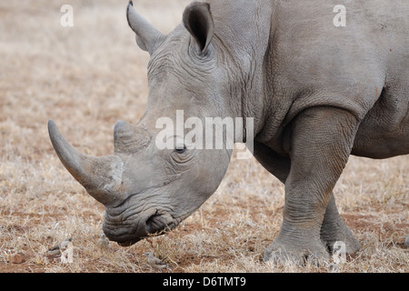 Le rhinocéros blanc (Ceratotherium simum), randonnée pédestre, Kruger National Park, Afrique du Sud, l'Afrique Banque D'Images