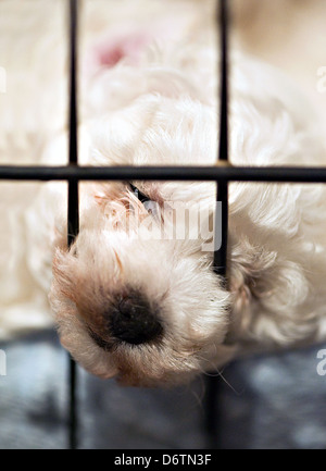 Un bébé chiot avec son nez piquer à travers la cage Banque D'Images