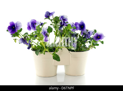 Les violettes du printemps en pot blanc Banque D'Images