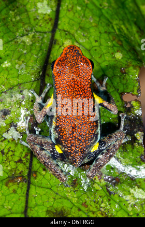 Grenouille Poison équatorienne (Ameerega bilinguis) sur une feuille verte dans la forêt tropicale Banque D'Images