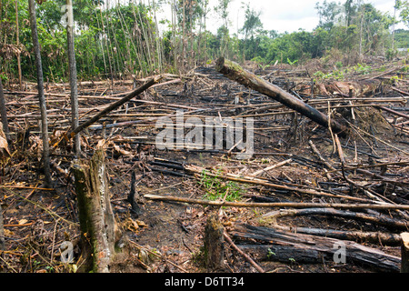 La culture sur brûlis, rainforest coupé et brûlé pour planter les récoltes en Amazonie équatorienne Banque D'Images