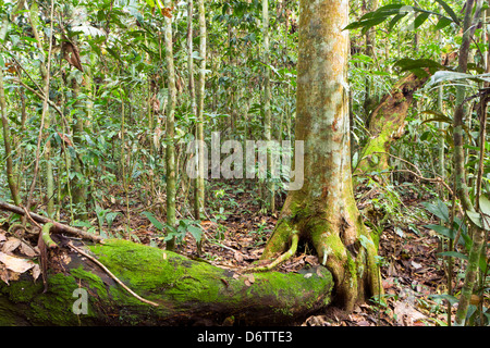 Arbre qui pousse sur un journal en décomposition sur le sol de la forêt tropicale en Equateur Banque D'Images