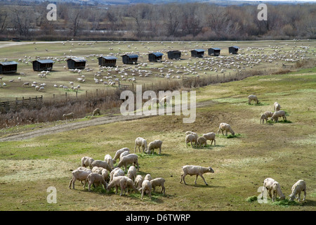 La tonte des moutons nouvellement sur un ranch près de Emmett, Idaho, USA. Banque D'Images