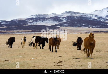 Chevaux Islandais sont à pied dans un champ avec des montagnes en arrière-plan Banque D'Images
