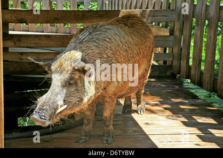 Hog Wild pig ou Razor Back en Amérique;USA;;le Parc National des Everglades de Floride ; Banque D'Images