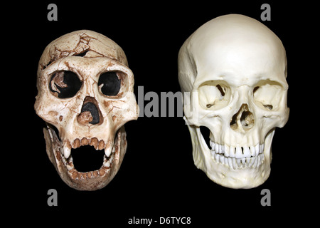 L'Homo erectus Dmanisi vs Homo sapiens crâne Banque D'Images