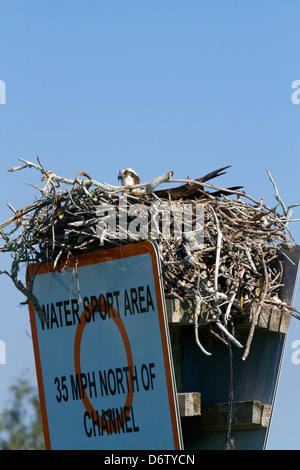 Osprey dans un nid construit au-dessus d'une limite de vitesse marine signe à Venice, Florida, USA. Banque D'Images