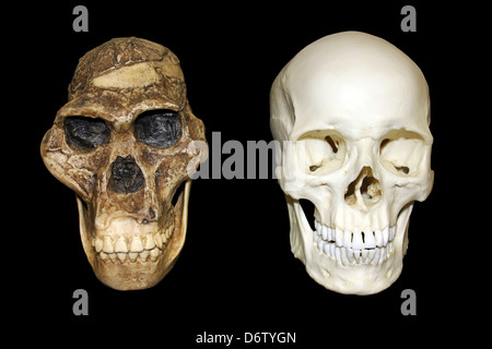 L'australopithecus africanus crâne Sts 5 'Mrs. Ples" vs Homo sapiens crâne Banque D'Images