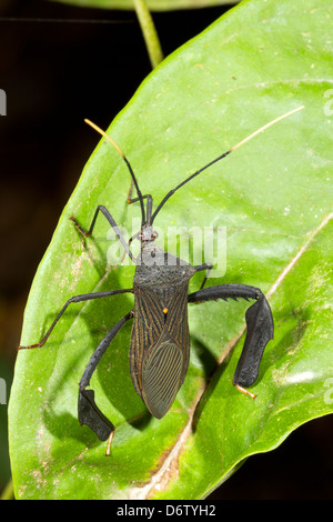 Leaf Footed Bug (famille Coréidés) dans le sous-étage de la forêt tropicale, l'Équateur Banque D'Images