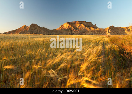 Lumière dorée sur le champ de céréales et paysage désertique à Bardenas Reales, Navarre - vue panoramique sur le coucher du soleil Banque D'Images