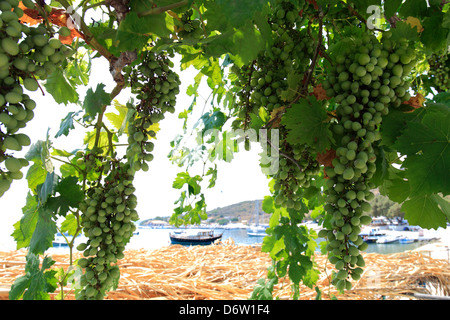 Green grapes growing sur une terrasse, village de St Nicholas, ( St nicks ), l'île de Zakynthos, Zante, Grèce, Europe. Banque D'Images