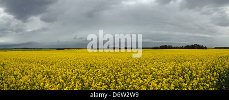 Une vue panoramique sur un champ de canola en pleine floraison Banque D'Images