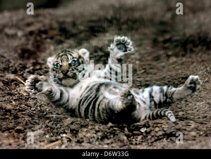 Francfort-sur-Main, Allemagne. 22 avril 2013. (Document) un document du zoo de Francfort montre un bébé roulant sur le sol dans son enclos au zoo de Francfort-sur-Main, Allemagne. Le bébé tigre de Sumatra sont nés dans la nuit du 02 avril 2013. Photo : le zoo de Francfort/Winfried Faust/DPA/Alamy Live News Banque D'Images