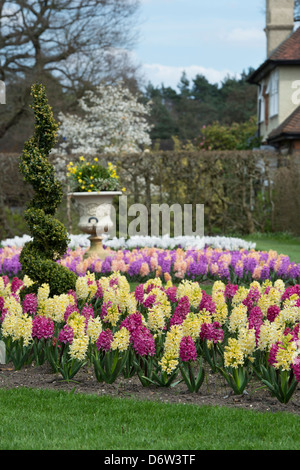 Hyacinthus orientalis 'Yellow queen' et Hyacinthus orientalis 'Jen bos'. L'affichage à l'hyacinthe RHS Wisley Gardens. Woking, Surrey, Angleterre Banque D'Images