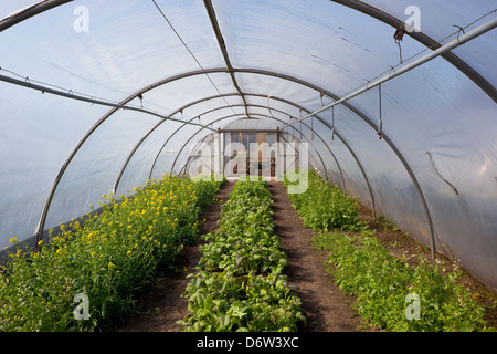 Pour la protection des végétaux avec une poly-tunnel avec la floraison des cultures de salades Banque D'Images