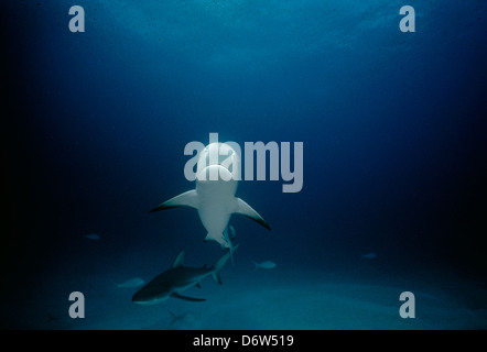 Requin de récif des Caraïbes (Carcharhinus perezi). Bahamas, mer des Caraïbes Banque D'Images