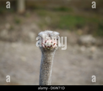 Une autruche à Port Lympne Wild Animal Park, Aldington Rd, Lympne, Hythe, dans le Kent, en Angleterre. Banque D'Images