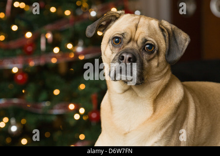 Chien se reposant à la maison en face de l'arbre de Noël. Banque D'Images