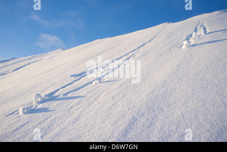 Boules de neige descendant d'une colline escarpée à Winter, Finlande Banque D'Images