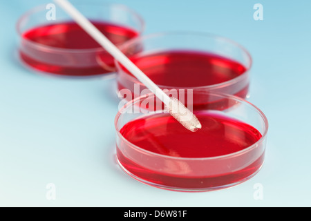 Collecteur de cellules et pétri avec de l'agar en culture cellulaire Banque D'Images