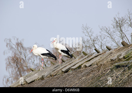 Sur le nid cigognes blanches (Ciconia ciconia) au début du printemps Banque D'Images