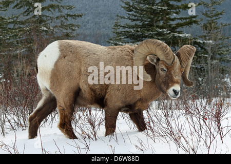 Un mouflon sauvage montrant outre de son impressionnante cornes Banque D'Images