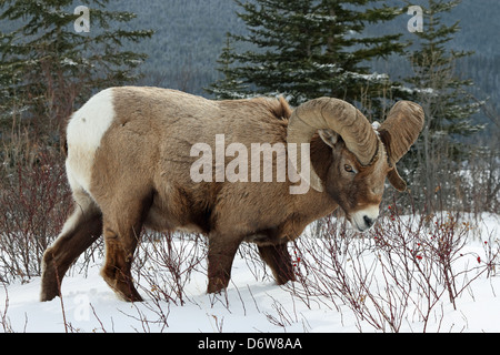 Un mouflon sauvage montrant outre de son impressionnante cornes Banque D'Images