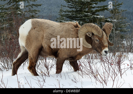 Un mouflon sauvage montrant outre de son impressionnante cornes Banque D'Images