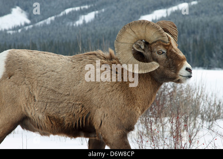 Un mouflon sauvage montrant outre de son impressionnante cornes Banque D'Images