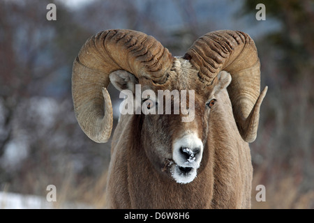 Un mouflon sauvage montrant outre de son impressionnante cornes Banque D'Images