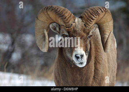 Un mouflon sauvage montrant outre de son impressionnante cornes Banque D'Images