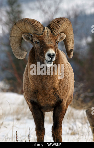 Un mouflon sauvage montrant outre de son impressionnante cornes Banque D'Images