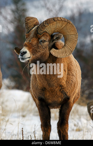 Un mouflon sauvage montrant outre de son impressionnante cornes Banque D'Images