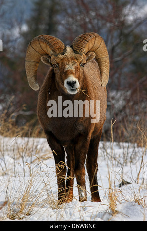 Un mouflon sauvage montrant outre de son impressionnante cornes Banque D'Images