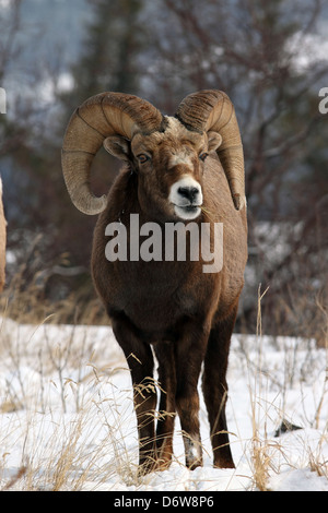 Un mouflon sauvage montrant outre de son impressionnante cornes Banque D'Images