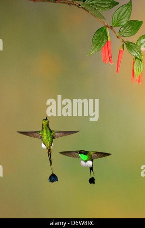 Amorçage de l'homme queue-Raquette Ocreatus underwoodii Hummingbird ( ) en vol par Mark J Thomas Banque D'Images