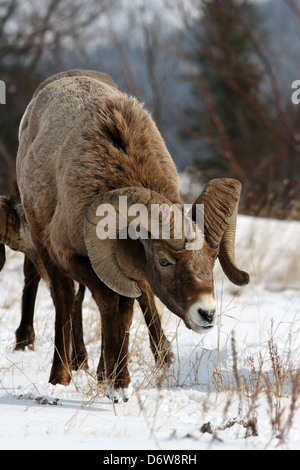 Un mouflon sauvage montrant outre de son impressionnante cornes Banque D'Images