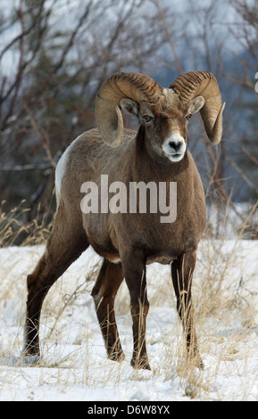 Un mouflon sauvage montrant outre de son impressionnante cornes Banque D'Images