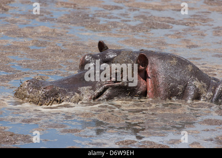 Hippo semi-immergé dans l'étang boueux Banque D'Images