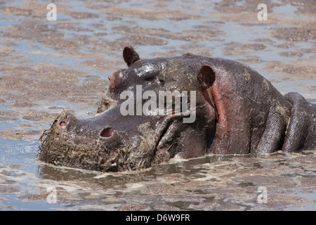 Hippo semi-immergé dans l'étang boueux Banque D'Images