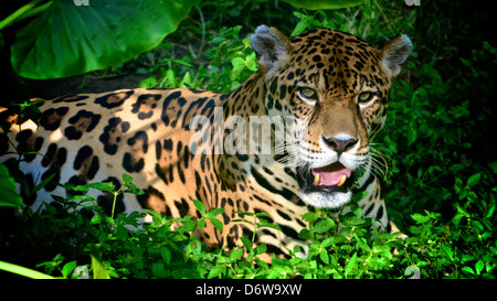 Sur la berge d'une Jaguar dans la forêt amazonienne. Banque D'Images