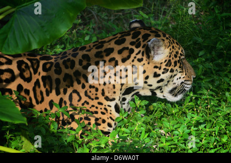 Sur la berge d'une Jaguar dans la forêt amazonienne. Banque D'Images