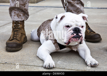 Le Marine Corps sortant mascot, Sgt. Chesty XIII, repose sur le sol à la suite de l'Eagle Globe et cérémonie de l'épinglage d'Ancre Marine Corps entrant mascot Private First Class Chesty XIV le 8 avril 2013 à Washington, DC. Le Bulldog anglais a été le choix de la race pour mascotte Marine depuis les années 50, chacun étant nommé Chesty en l'honneur de la fin très décoré le général Lewis Chesty puller. Banque D'Images