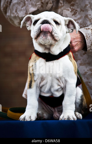 Le Marine Corps entrant mascot Private First Class Chesty XIV est assis sur une table pendant la cérémonie d'ancrage et Eagle Globe le 8 avril 2013 à Washington, DC. Le Bulldog anglais a été le choix de la race pour mascotte Marine depuis les années 50, chacun étant nommé Chesty en l'honneur de la fin très décoré le général Lewis Chesty puller. Banque D'Images